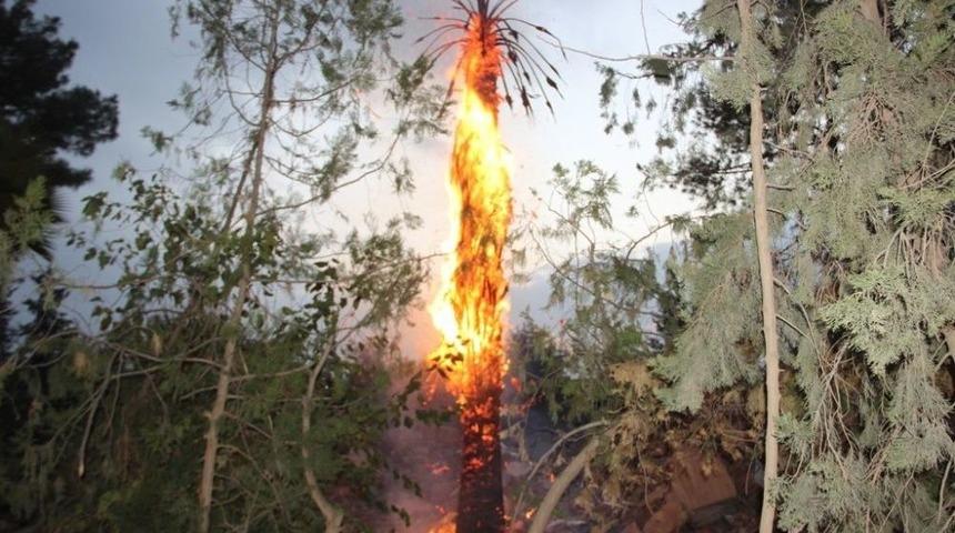 Palmiye Ağacı Cayır Cayır Yandı