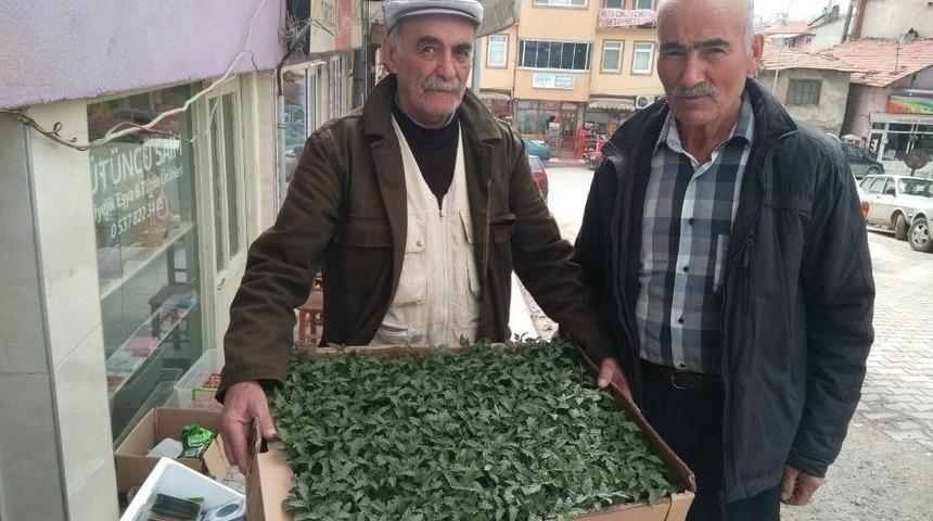 Hisarcıkta Sebze Fidesi Sezonu A&ccedil;ıldı