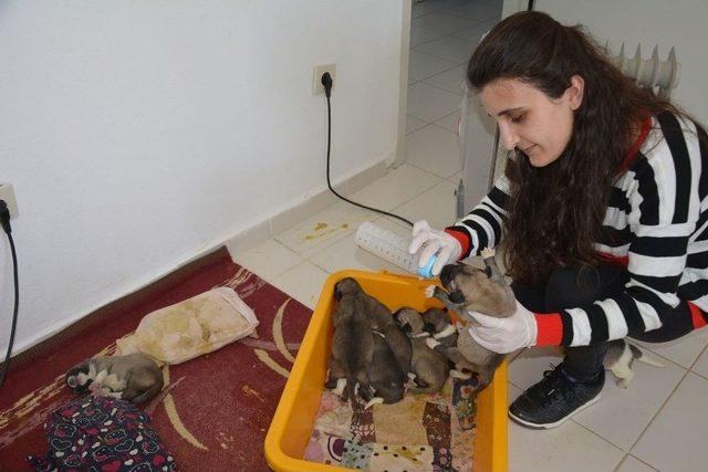 Annesiz Kalan 10 Yavru Köpeğe Bakıyor