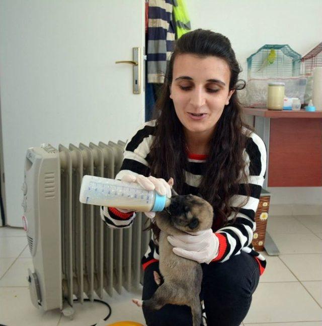 Annesiz Kalan 10 Yavru Köpeğe Bakıyor