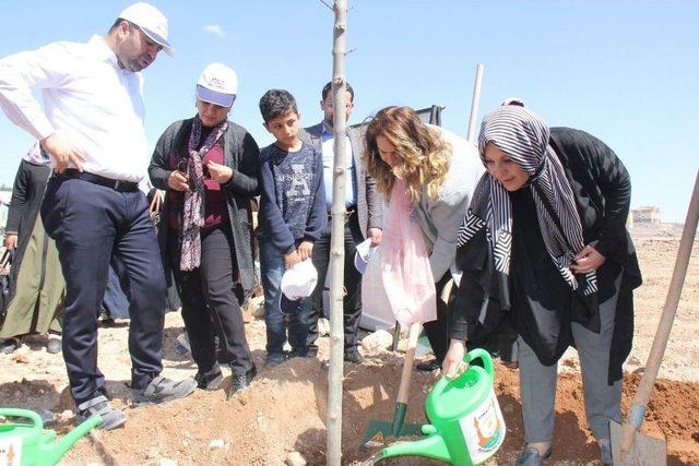 Şanlıurfa’da Ağaç Dikimi Devam Ediyor