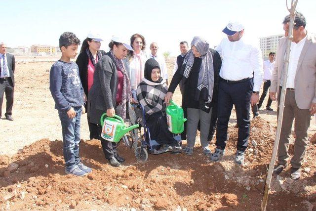 Şanlıurfa’da Ağaç Dikimi Devam Ediyor