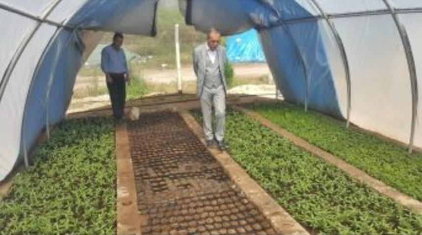 Başkan &Ouml;zdemir Belediye Serasında İncelemelerde Bulundu