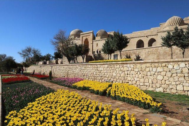 Kasımiye Medresesi&rsquo;nde Lale Ş&ouml;leni 1