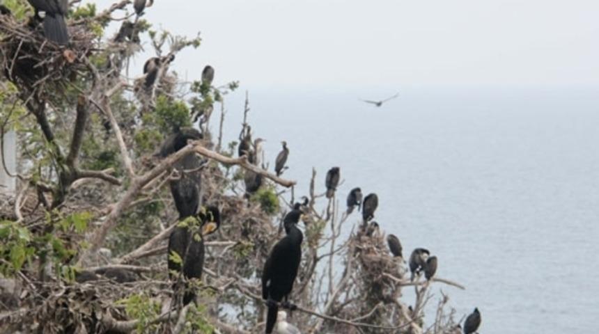 Türkiye'de bir ada tamamen kuşlara bırakıldı