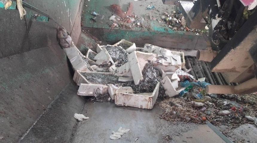 Alanya&rsquo;da 400 Kilo Bozuk Balık Ele Ge&ccedil;irildi