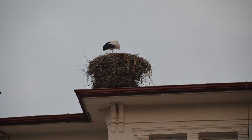 Iğdır Ovası Leyleklerin Yuvası