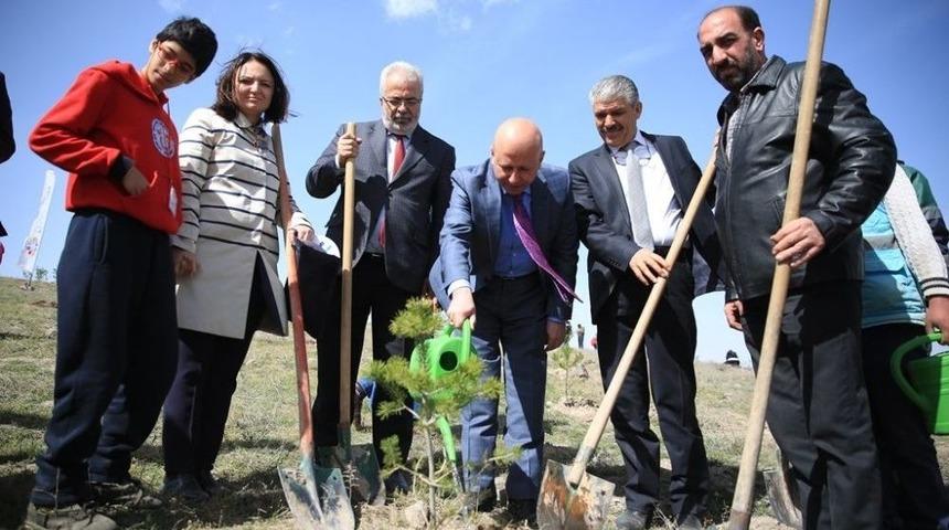 Kocasinanda Fidanlar Bu Hafta +1 Değerli