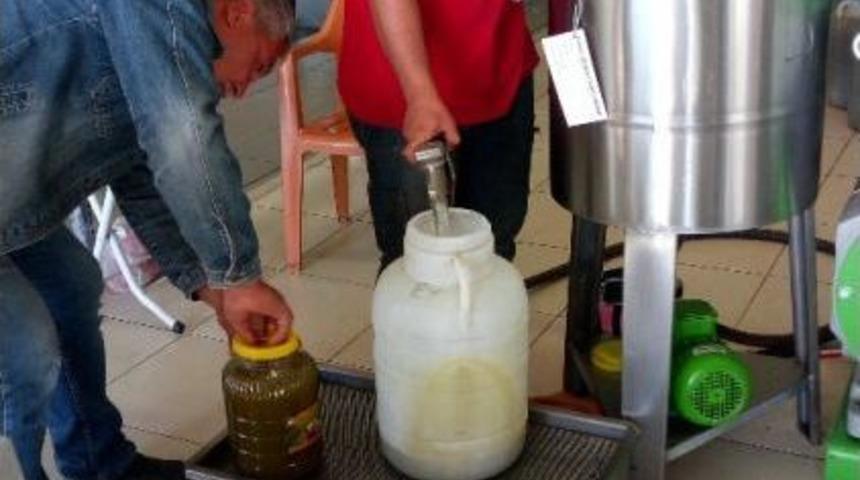 D&ouml;şemealtında Zeytin Hasadı