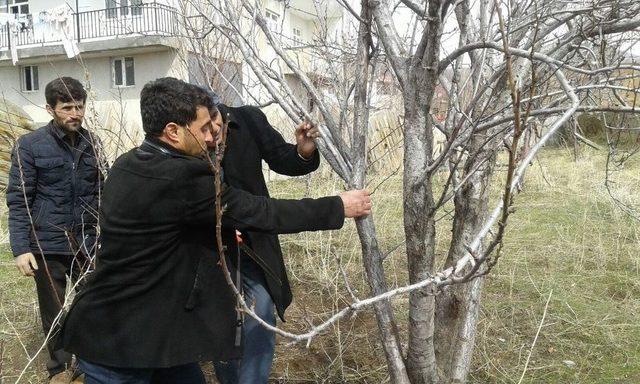 Tatvan’da “meyve Ağacı Budama” Eğitimi