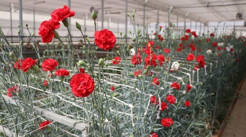 Seracılığa &Ouml;nc&uuml; Olarak Projede, Zambak Ve Karanfiller &Ccedil;i&ccedil;ek A&ccedil;tı