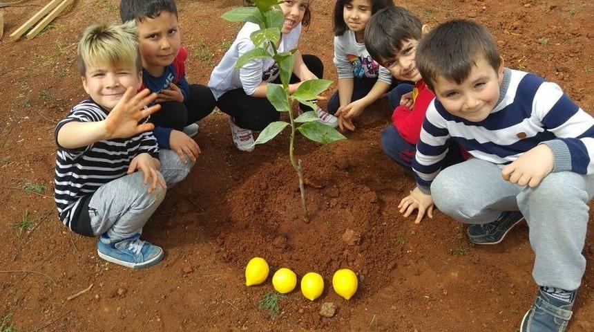 Minikler Fidan Dikti