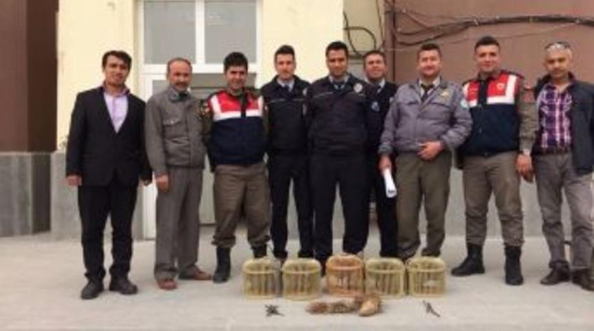 Kaçak Keklik Avcıları Yakalandı