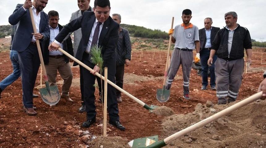 Kepez&rsquo;e Bin Adet &Ccedil;am Fıstığı