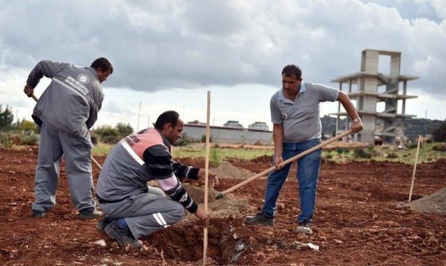 Kepez’e Bin Adet Çam Fıstığı