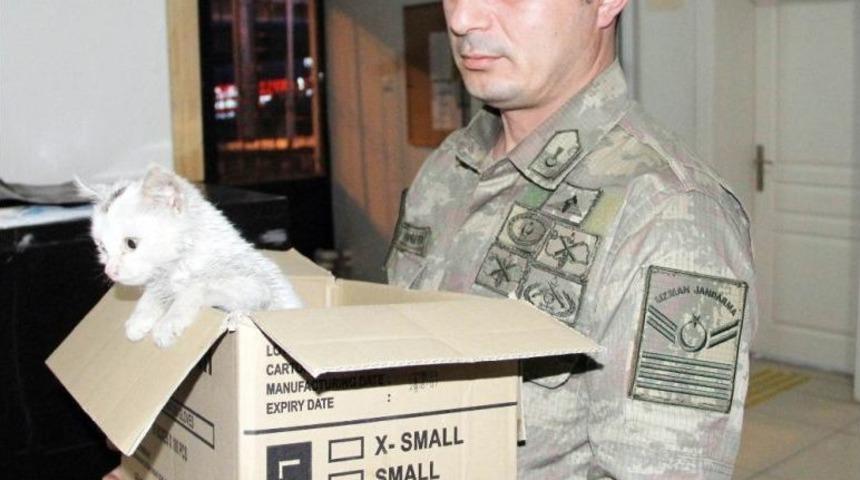 Askerden Yaralı Kediye Şefkat Eli