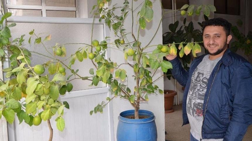 Hakkarili Esnaf Saksıda Limon Yetiştirdi