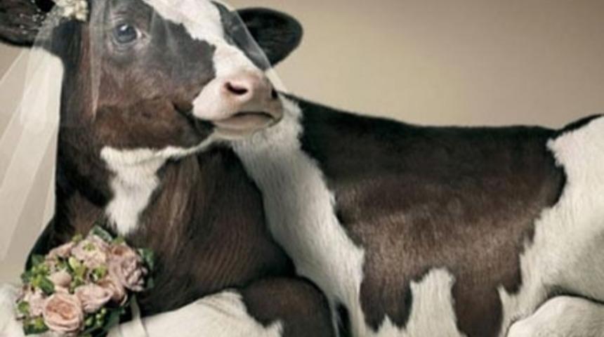 Evlilik Olayını &Ccedil;ok Yanlış Anlamış 9 Garip İnsan (İnekle Evlenmek Nedir?)