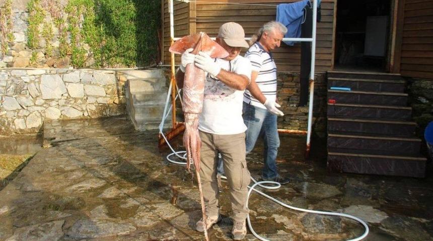 Kuşadası K&ouml;rfezi&rsquo;nde Sahile Dev Kalamar Vurdu