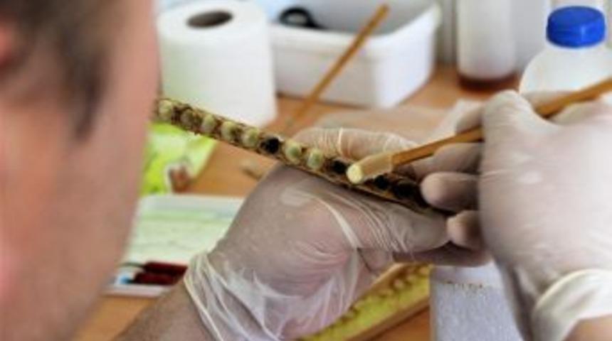 &ldquo;ramazan Ayında Enerjinizi Arı &Uuml;r&uuml;nleri İle Koruyun&rdquo;