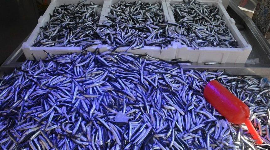 Yerli Hamsi Tezgahları Süsülüyor