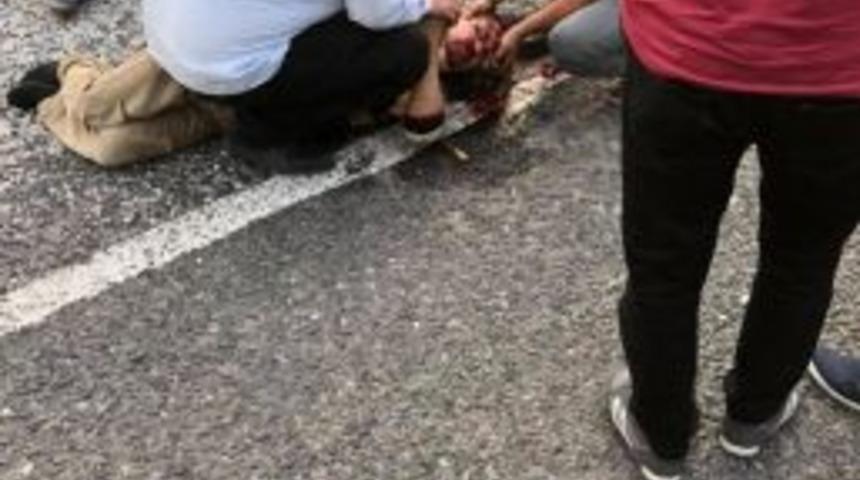 &rsquo;kaplumbağa &Ouml;lmesin&rsquo; Diye M&uuml;cadele Verirken Kendisi &Ouml;l&uuml;yordu