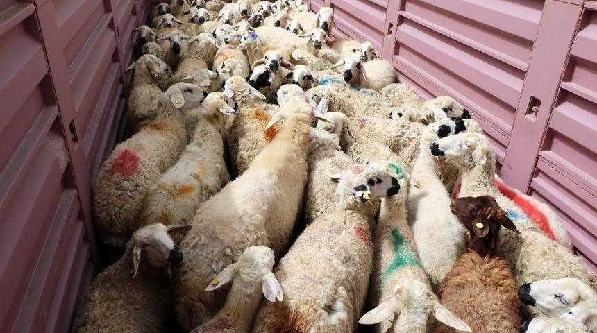 Mehmet&ccedil;ik İ&ccedil;in Kurbanlık Koyun Ve İ&ccedil; &Ccedil;amaşırı G&ouml;nderdiler