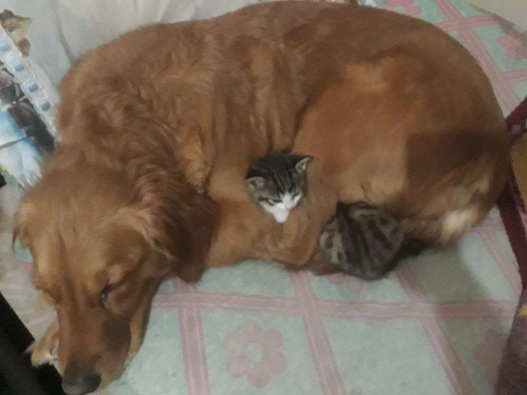 Poşetle &Ccedil;&ouml;pe Atılan 3 Kedi Yavrusuna Bir K&ouml;pek Annelik Yapıyor