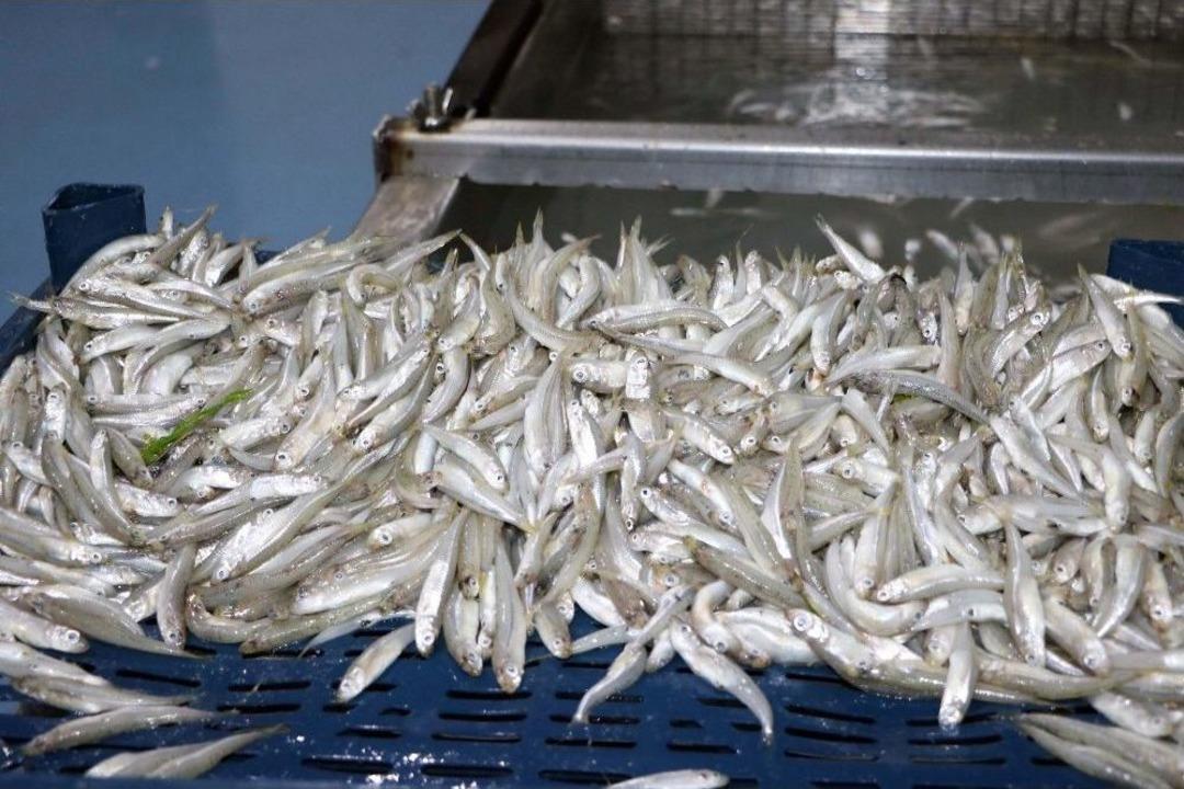 T&uuml;rkiye&rsquo;de Rağbet G&ouml;rm&uuml;yor, Avrupa&rsquo;da Yok Satıyor