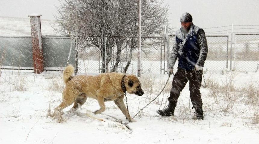 Kangal K&ouml;peği Rus Devlet Televizyonunda