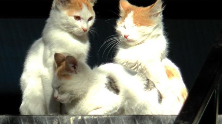 İnsanlar Ve Hayvanlar G&uuml;neşin Tadını &Ccedil;ıkardı