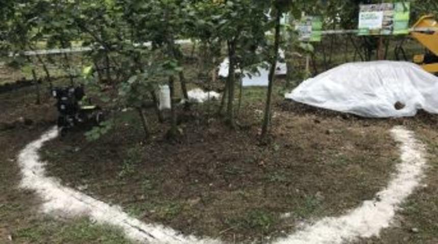 Fındıkta G&uuml;breleme S&uuml;r&uuml;yor