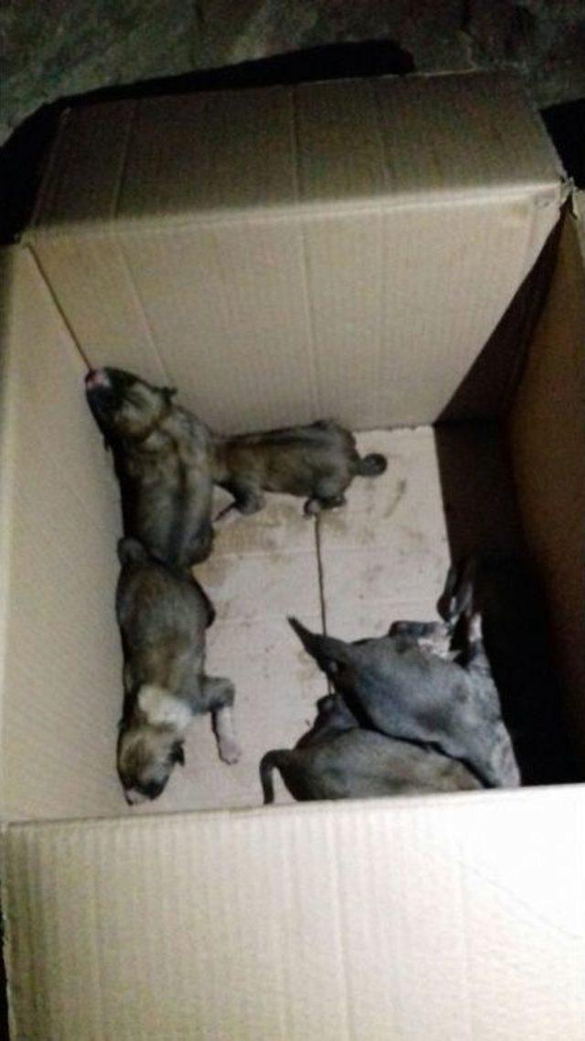 Su Sarnıcına Düşen Yavru Köpekleri İtfaiye Kurtardı