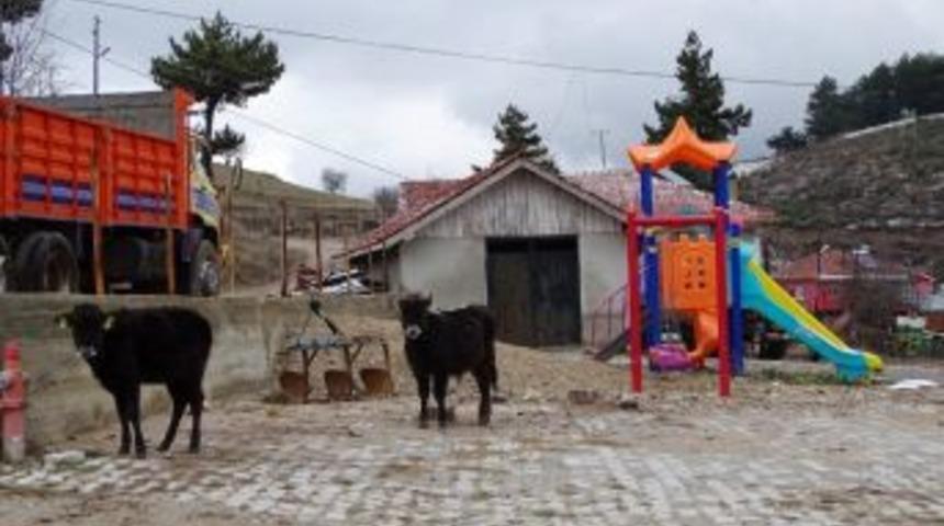 &Ccedil;ocuk Oyun Parkı Hayvanların Gezinti Alanı Oldu