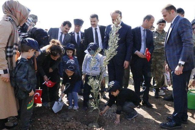 Afrin Şehitleri İçin Zeytin Fidanları Diktiler