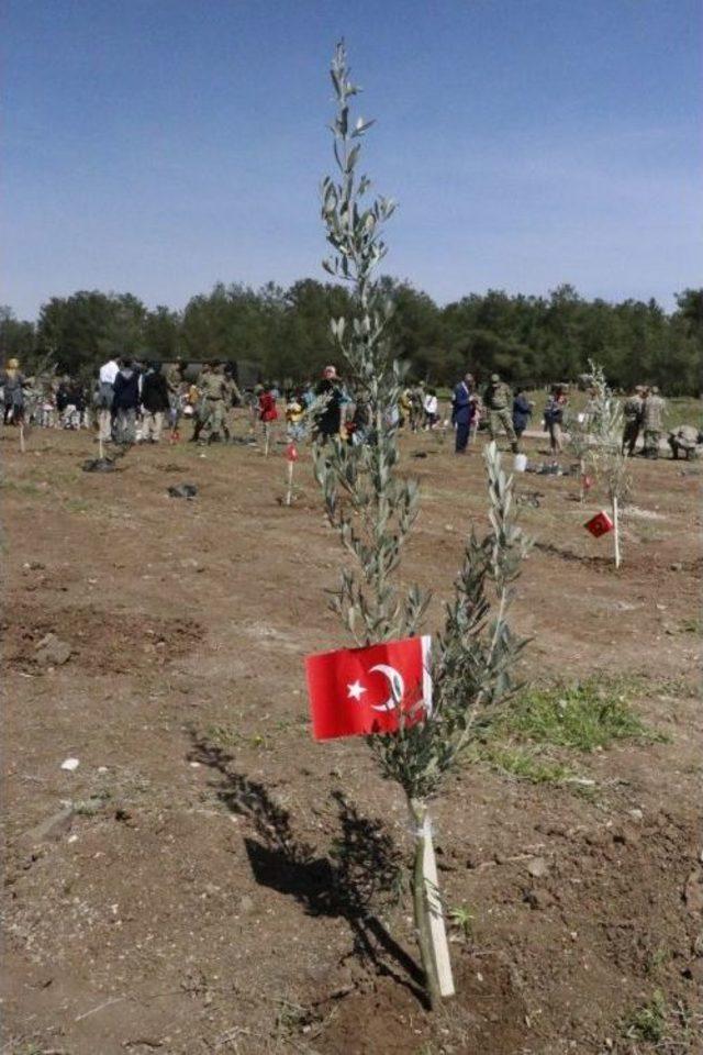 Afrin Şehitleri İçin Zeytin Fidanları Diktiler