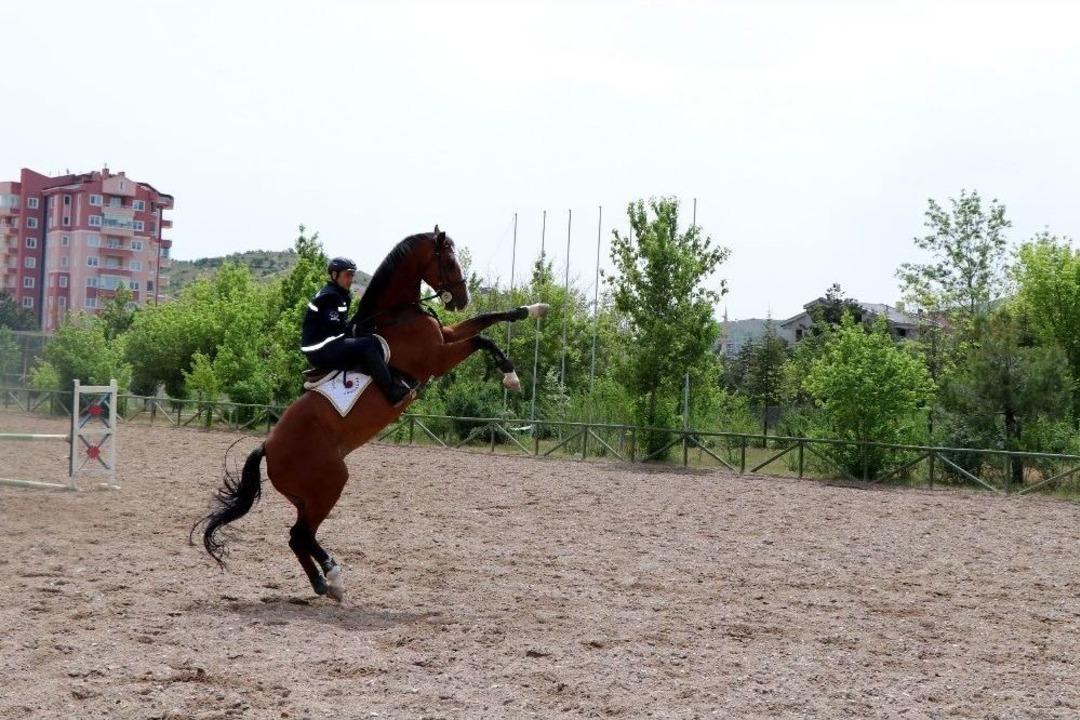 Jandarmanın Atları &Ouml;zel G&ouml;revler İ&ccedil;in Hazırlanıyor