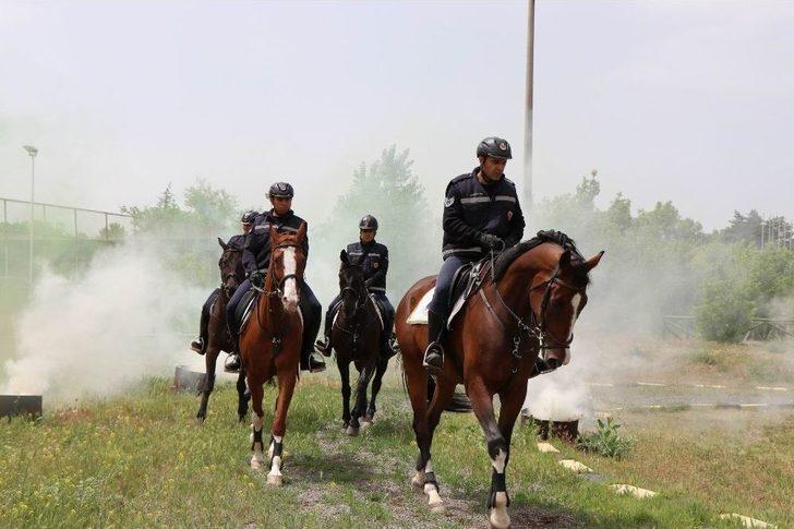 Jandarmanın Atları Özel Görevler İçin Hazırlanıyor G3