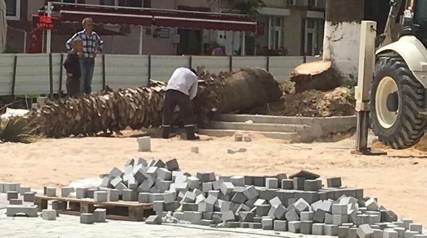 Mudanya’da Kesilen Ağaçlar Ortalığı Karıştırdı...