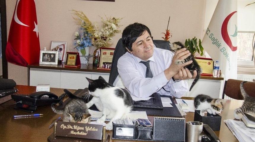Hamile Kediye Başhekim Sahip Çıktı