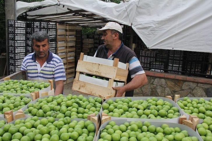 (özel) Erik Tarlada 3, Tezgahta 10 Lira G1