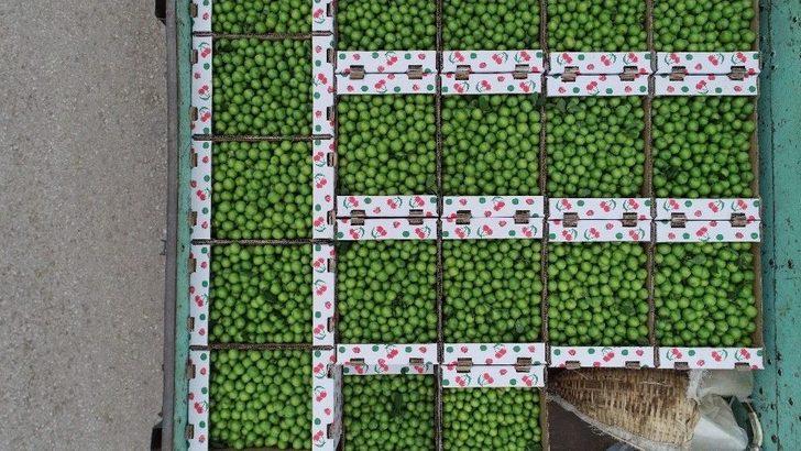 (özel) Erik Tarlada 3, Tezgahta 10 Lira G2