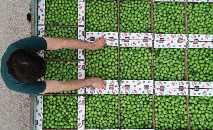 (özel) Erik Tarlada 3, Tezgahta 10 Lira G4