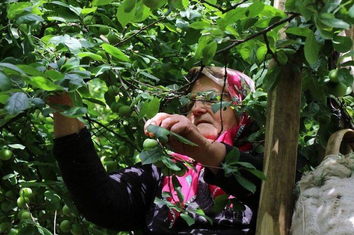 (özel) Erik Tarlada 3, Tezgahta 10 Lira G5