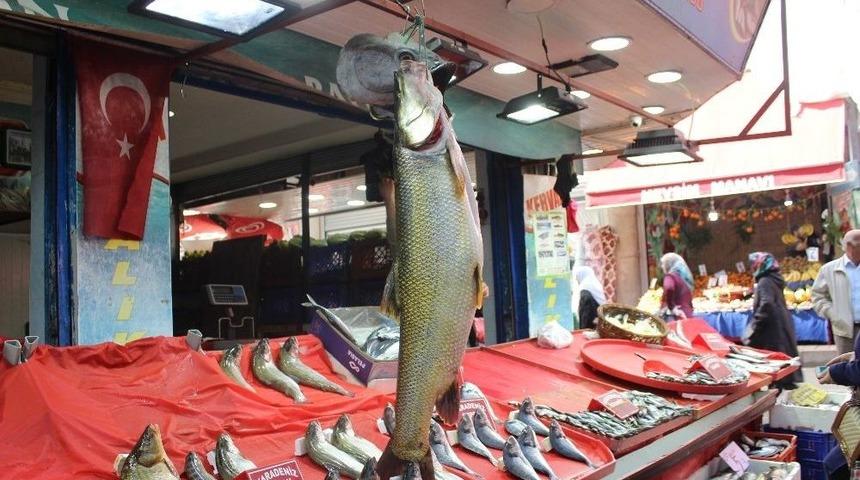 1 Metre 20 Santimlik Turna Yakaladılar