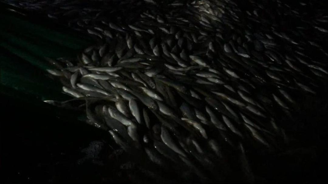 Jandarma, 7 Ton Canlı Olmak &Uuml;zere 9 Ton İnci Kefali Ele Ge&ccedil;irdi