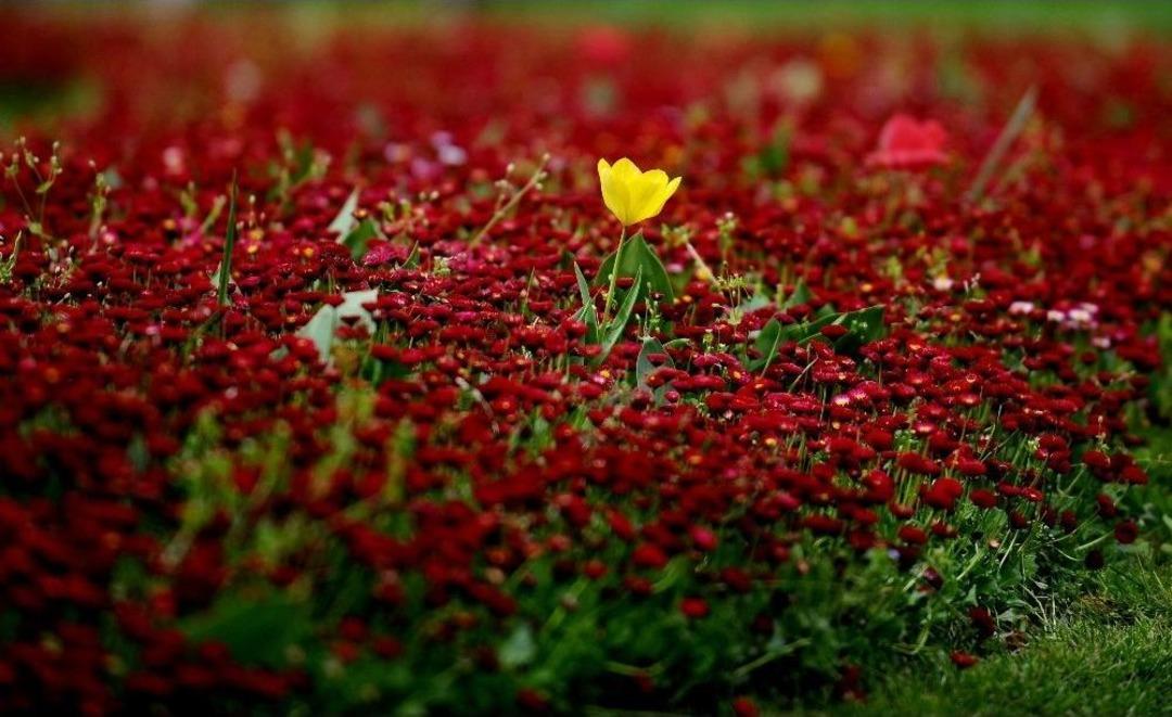 Bursa&rsquo;da Bahar Ş&ouml;leni