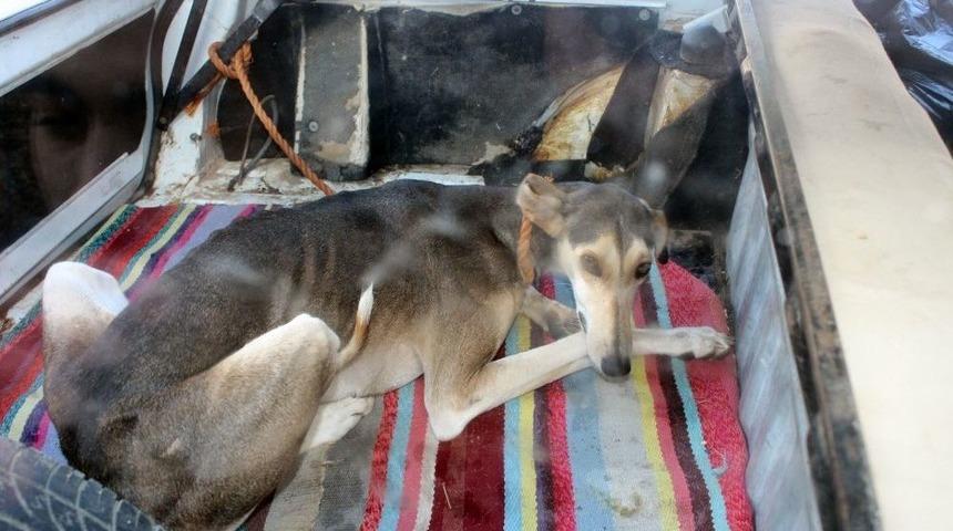 Vatandaşların İ&ccedil;ini Sızlatan K&ouml;peğin Sahibinin Rahat Tavırları Dikkat &Ccedil;ekti