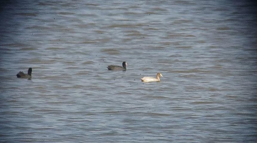 Akyatan G&ouml;l&uuml;&rsquo;nde Albino Sakarmeke G&ouml;r&uuml;ld&uuml;