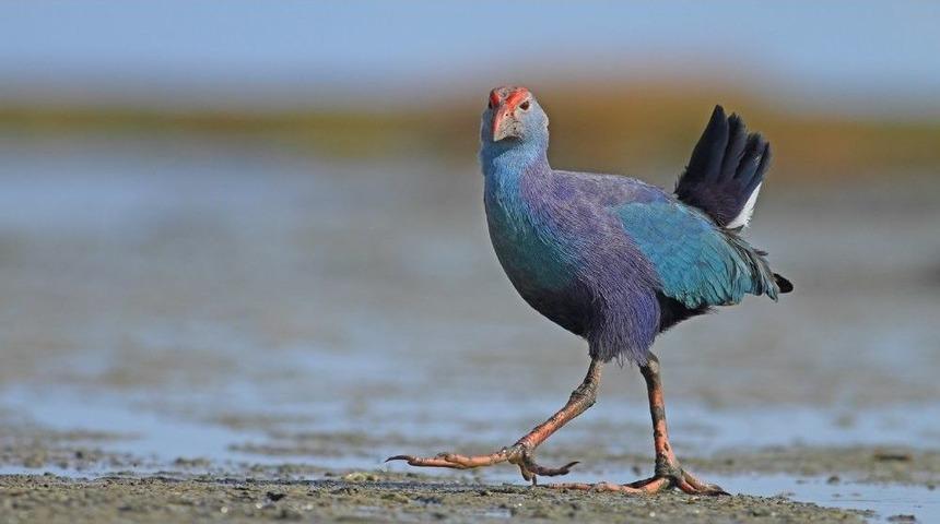 Yılmaz: &ldquo;kızılırmak Deltası&rsquo;nda Unesco S&uuml;reci Devam Ediyor&rdquo;